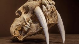 Saber-Tooth Tiger Skull