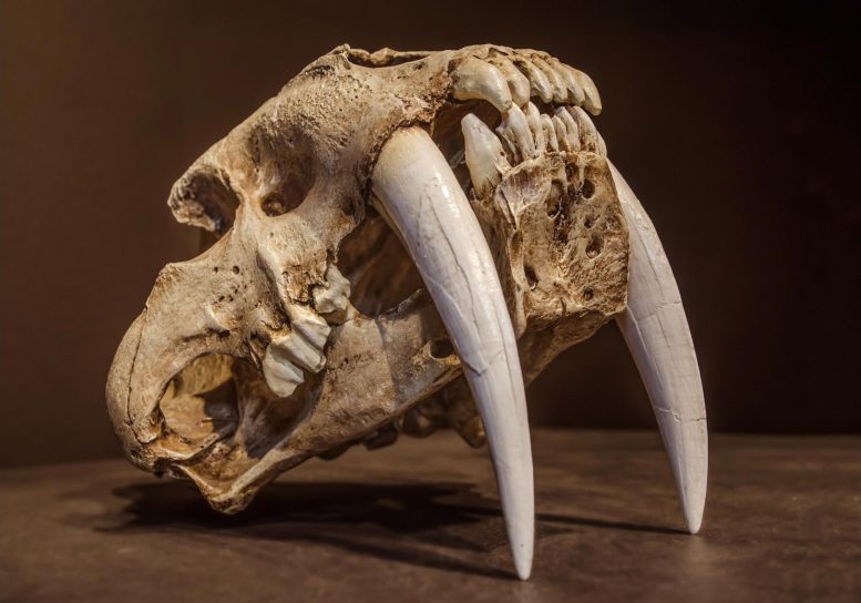 Saber-Tooth Tiger Skull