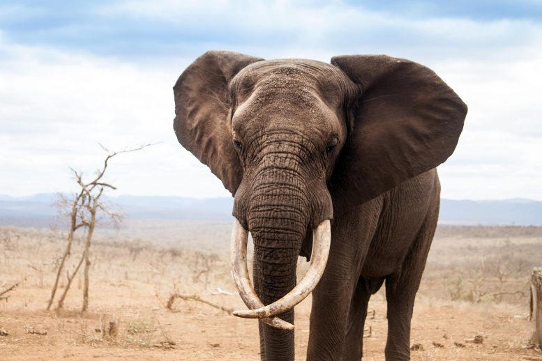 Sad African Elephant