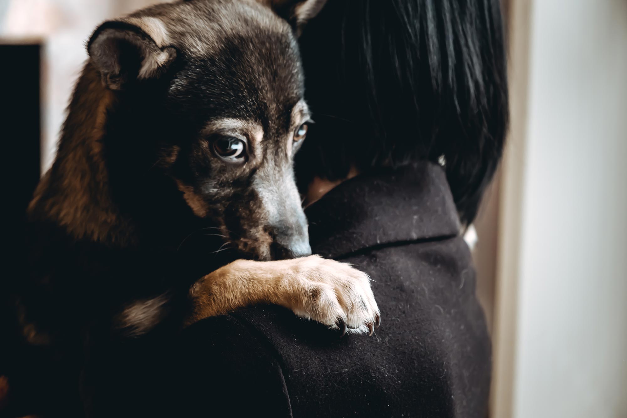 Science Debunks a Common Belief About Pets and Stress