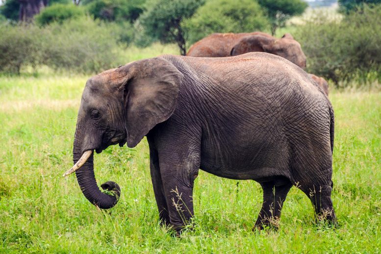 Sad Elephant Tanzania