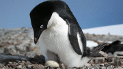 Safeguarding Antarctic Penguins