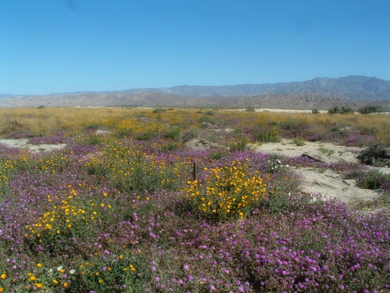 Saharan Mustard Wildflowers