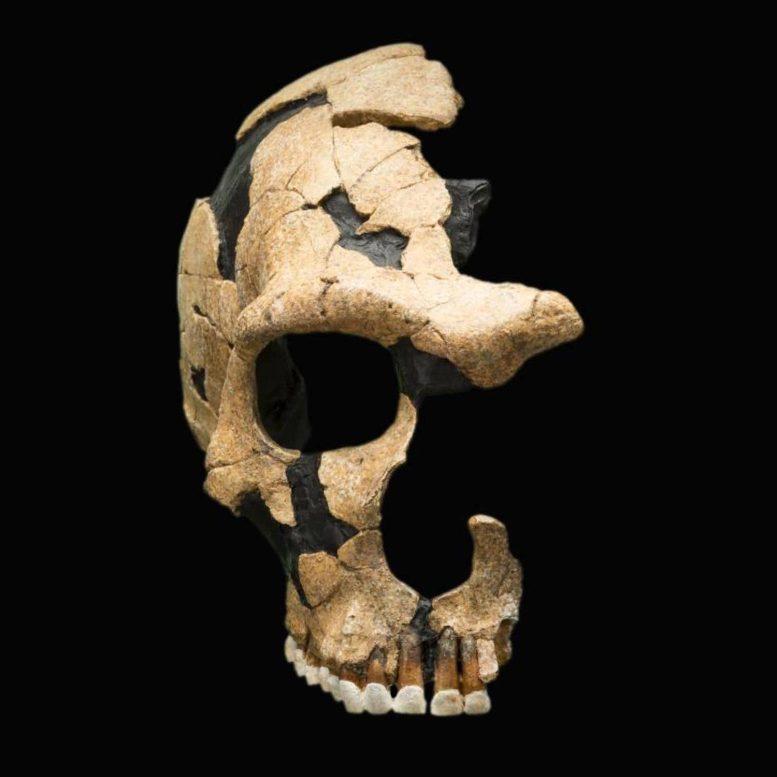 Saint Césaire Neanderthal Skull