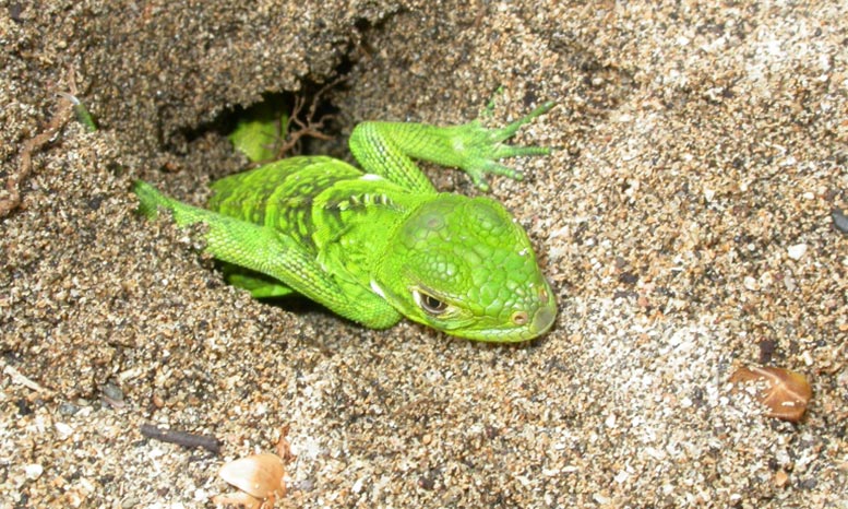 Saint Lucia Iguana