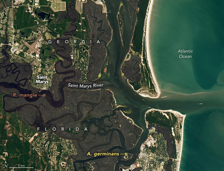 Saint Marys River Mangroves Annotated