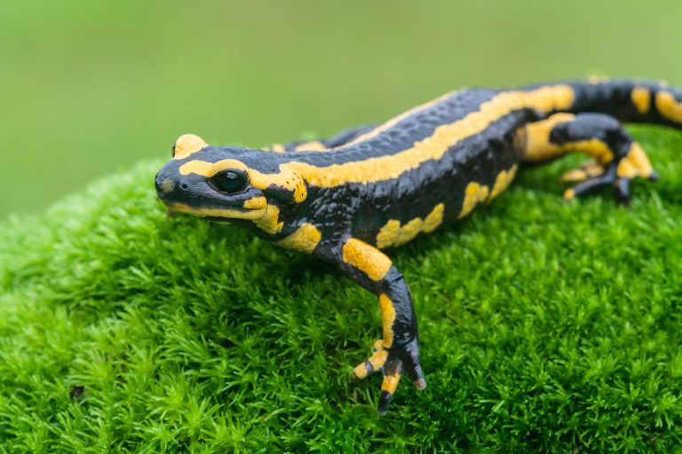 6 Animals That Can Regenerate Body Parts 6 animals that can regenerate body parts