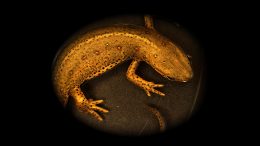 Salamander Red Spotted Newt Notophthalmus viridescens