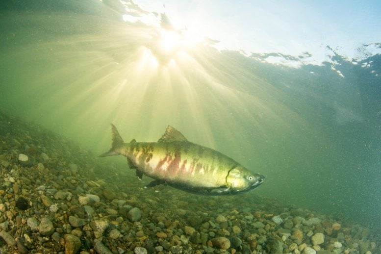 Salmon Lower Fraser River in British Columbia