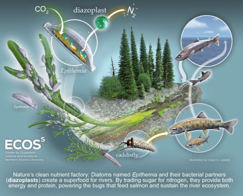Salmon Superfood Graphic