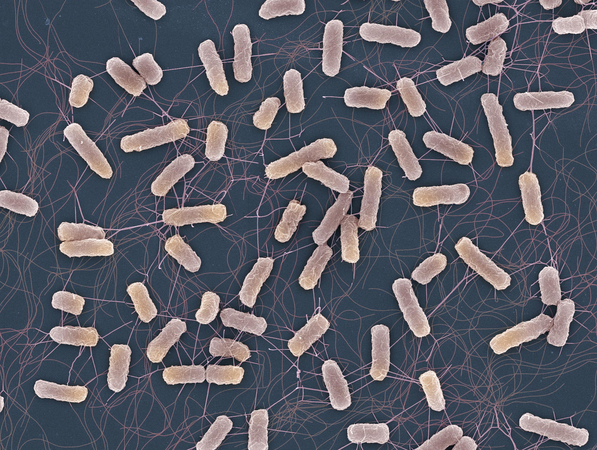 Scientists Just Discovered Why Antibiotics Struggle To Eliminate 