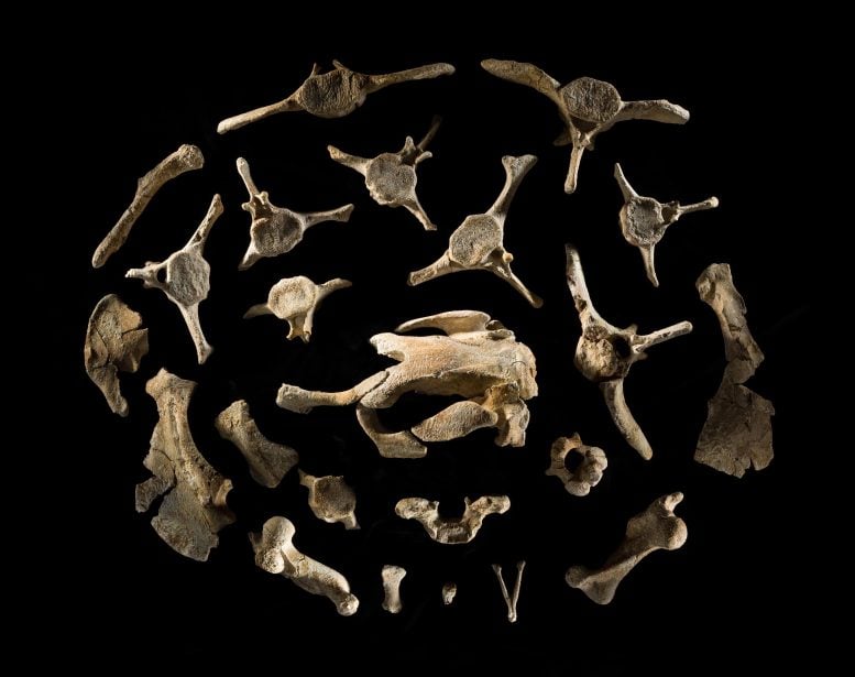 A Lost Sea Cow World Resurfaces Beneath Qatar’s Desert 2 Salwasiren qatarensis Fossils