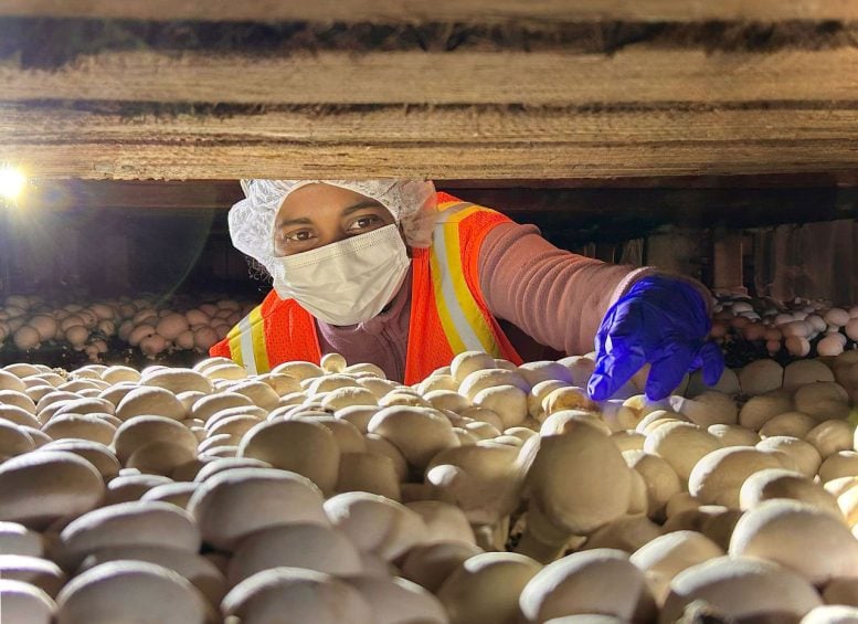 A 100-Year-Old Mushroom Mystery Just Got Much More Complicated