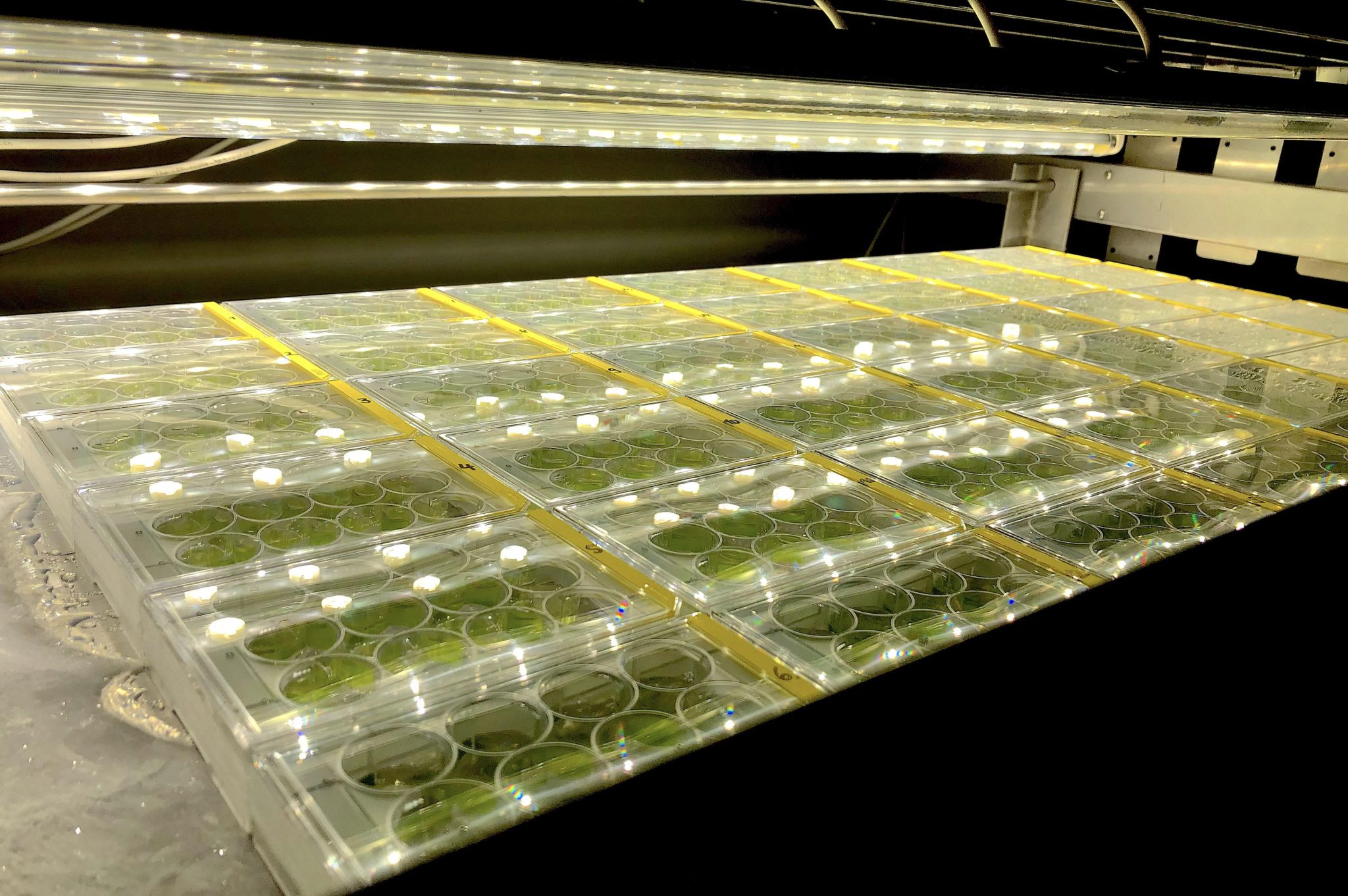 Green Ancestors: Decoding the Secrets of 600 Million Years of Plant Life