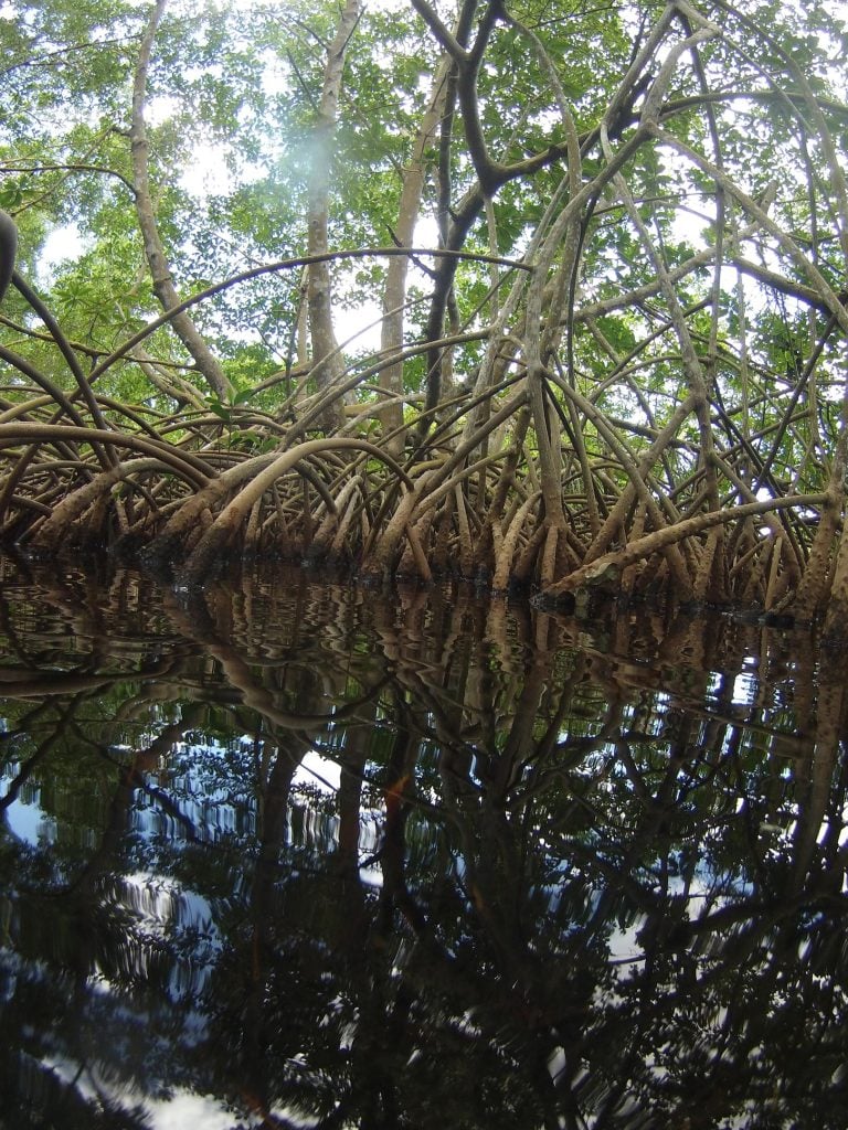 Sampling Sites Amidst Mangroves in Guadeloupe