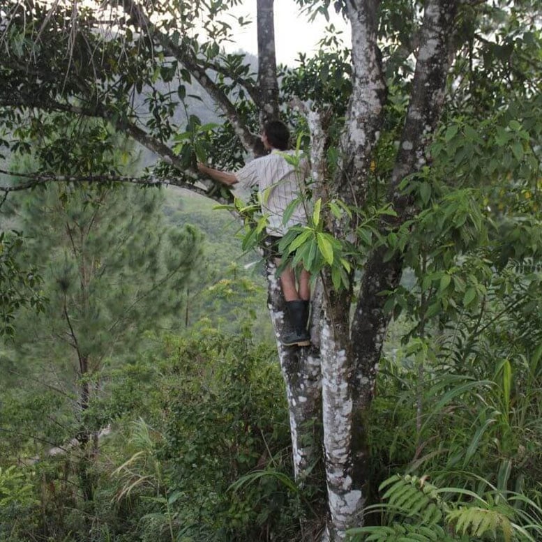 Sampling of Tree Leaves in Northern Guatemala