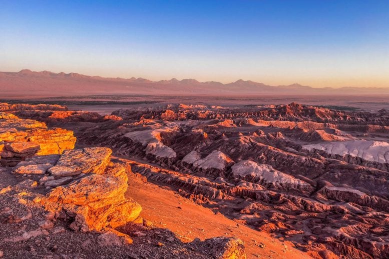 Hidden Life in the World’s Driest Desert Defies All Expectations