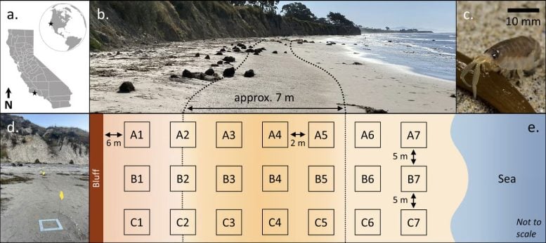 Sand Hopper Burrowing Zones And Sampling Plots At Isla Vista Beach