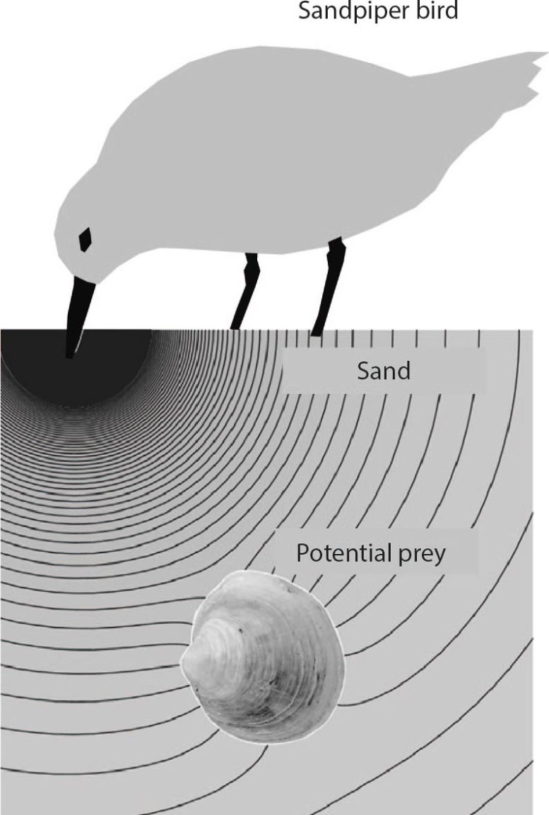 Sandpiper Generating Pressure Field in Sand