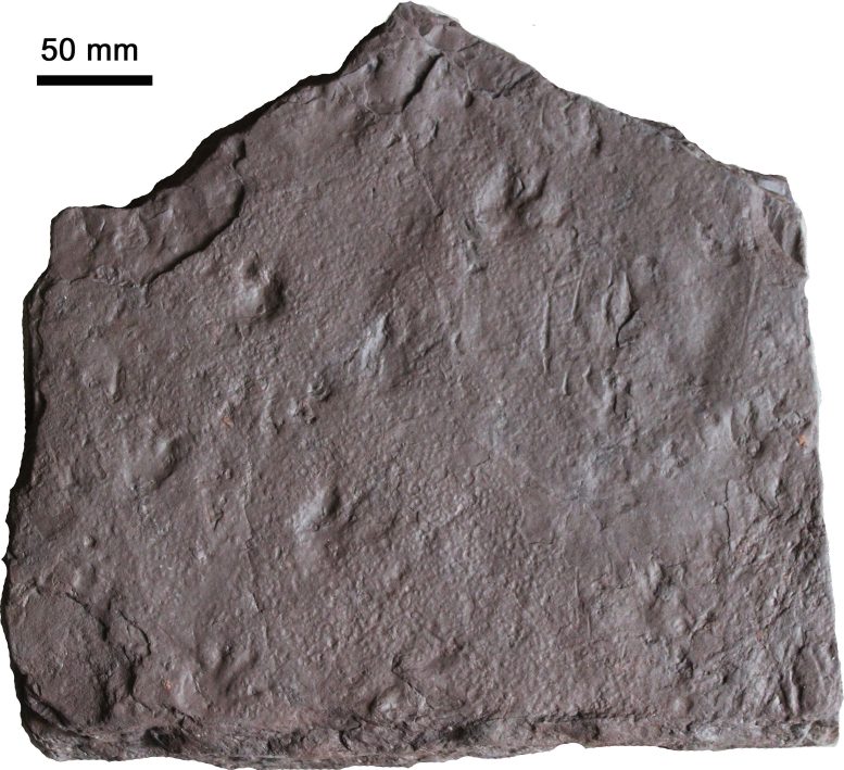 Sandstone Slab From Early Carboniferous Australia Showing 355 Million Year Old Fossil Trackways
