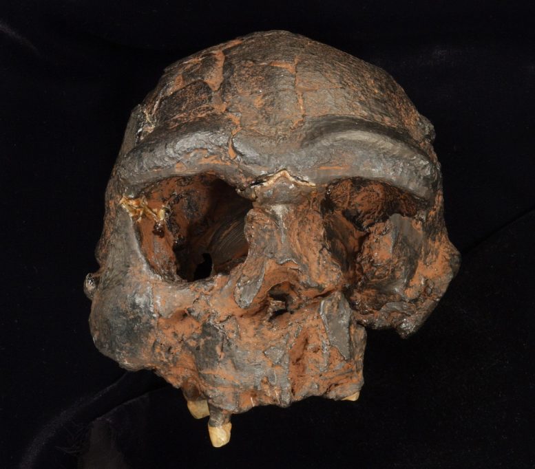 Sangiran 17 Homo erectus Cranium