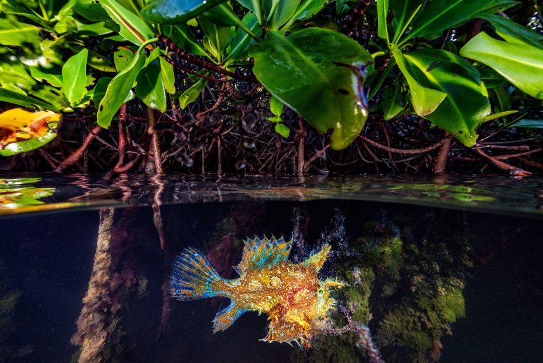 Sargassum Fish