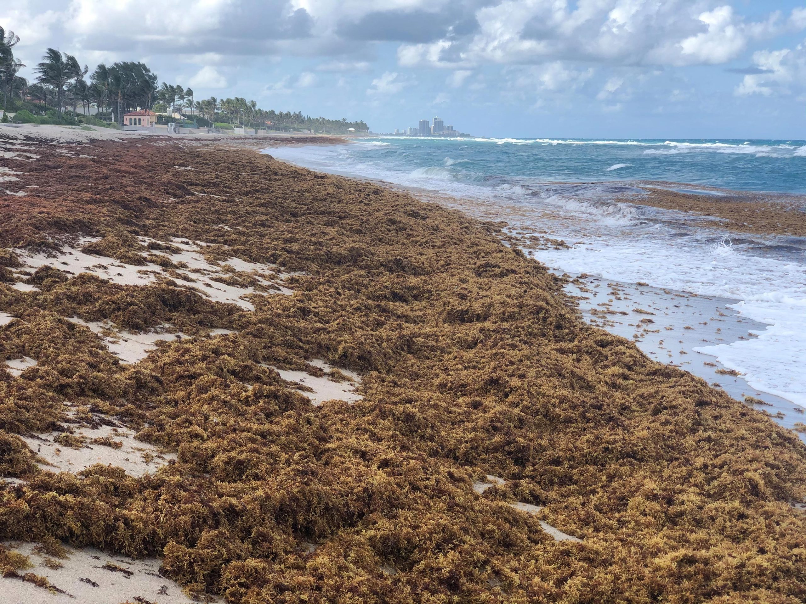 Sargassum Florida Gulf Coast 2024 - Aleta Aurilia