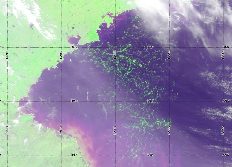 Satellite Image of Ulva Macroalgae in the Yellow Sea