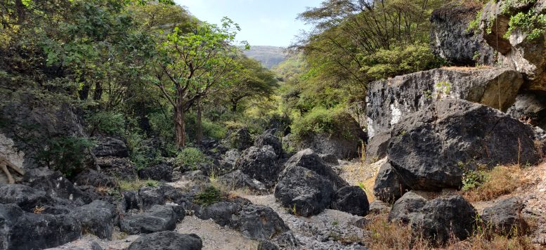 Satyrex Ferox&rsquo;s Habitat