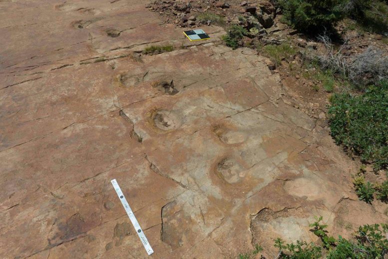 Sauropod Fossil Footprints at West Gold Hill