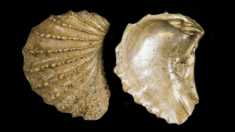 Scabrotrigonia