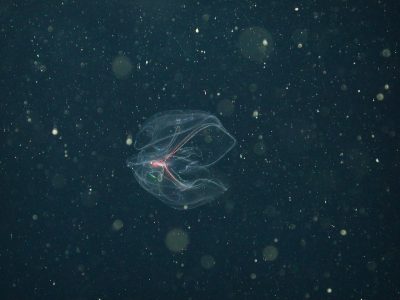 Stunning Diversity of Comb Jellies Revealed Through Genetic Probes