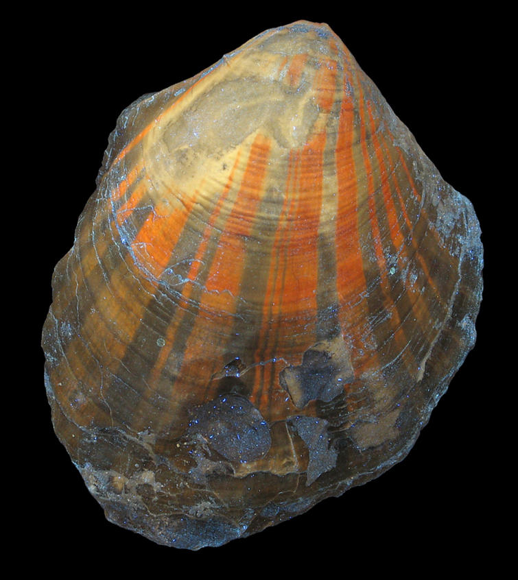 Scallop Pleuronectites From the Triassic Period