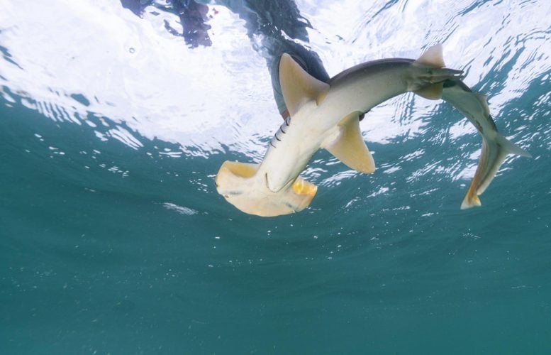 Scalloped Bonnethead Shark