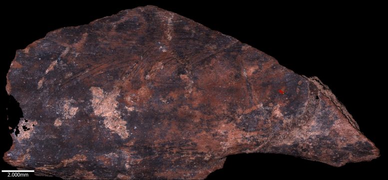 Scan of Specimen From Amud