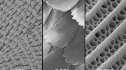 Scanning Electron Micrograph Butterfly Wing Scales
