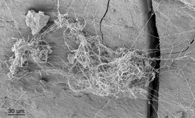 Scanning Electron Micrograph of Deep Subsurface Fungi
