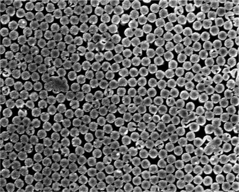 תמונת מיקרוסקופ אלקטרוני סורק של עמודי סיליקון