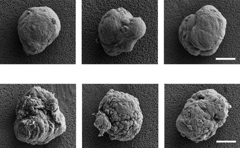 Scanning Electron Microscope Images of Coated and Uncoated Pancreatic Islets