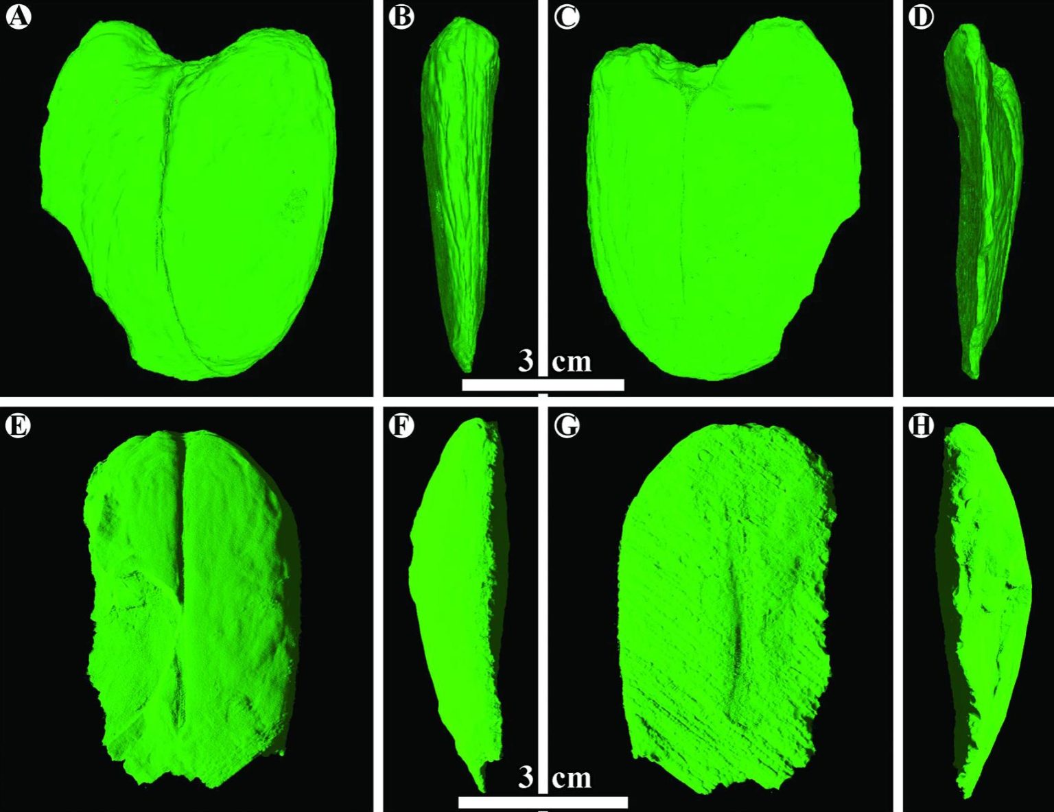 Giant Fossil Beans Unlock Secrets of Ancient Rainforests