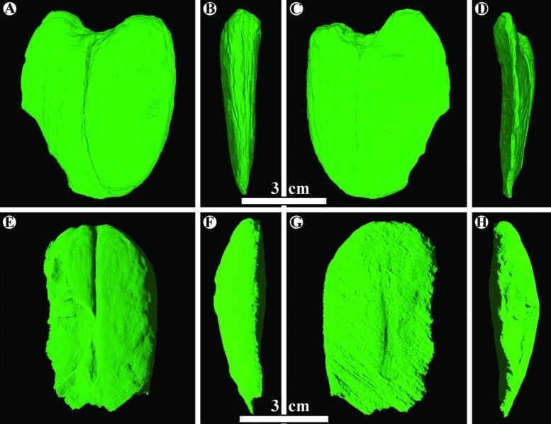 Scans of Giant Bean Fossils