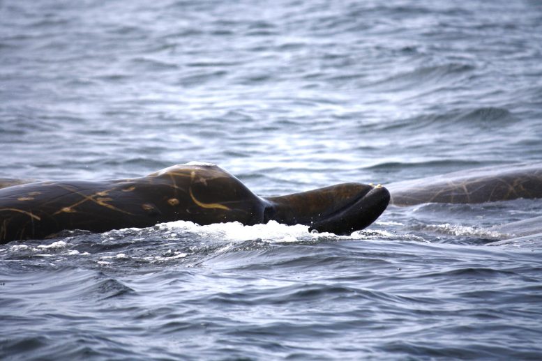 Scarred Bairds Beaked Whale, the Commander Islands