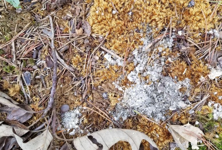 Scat on Moss