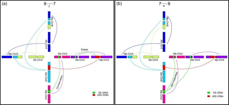Schematic Diagram of Two Hypothesized Evolutionary Histories for Basic Chromosome Number Divergence in the Genus Medicago