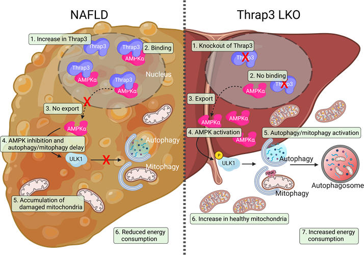 Schematic Diagram of the Mechanism by Which Thrap3 Affects NAFLD Through Translocation of AMPK