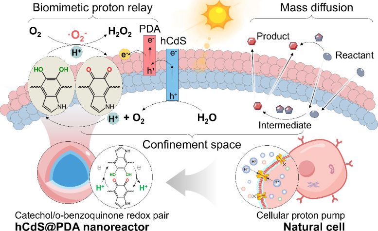 Schematic Illustration of Biomimetic Nanoreactor Design