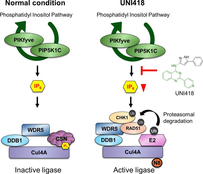 Schematic Model of UNI418 Mechanism