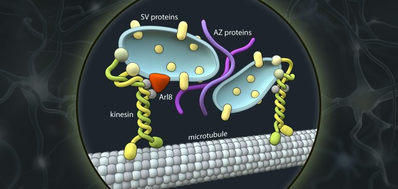 Schematic Representation of Axonal Transport Vesicles Carrying Presynaptic Proteins