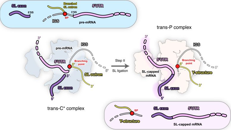 Schematic Representation of Stage II of Trans Splicing via Spliced Leader
