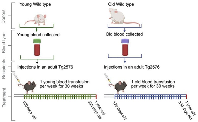 Rappresentazione schematica del regime di infusione del sangue